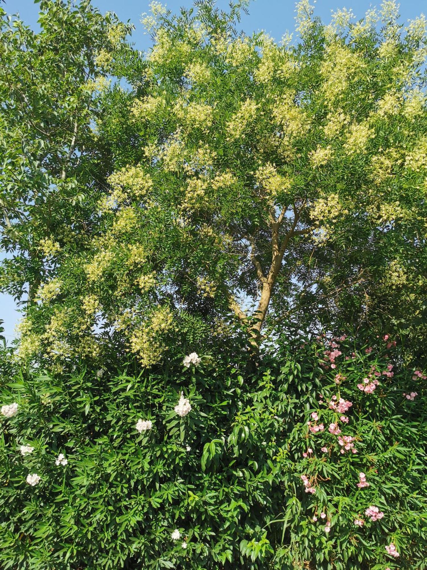 Glamping Agricampeggio Tognoni * La Sdriscia